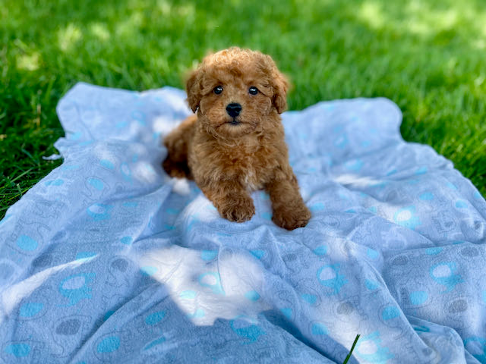 Adorable Pudle Purebred Puppy