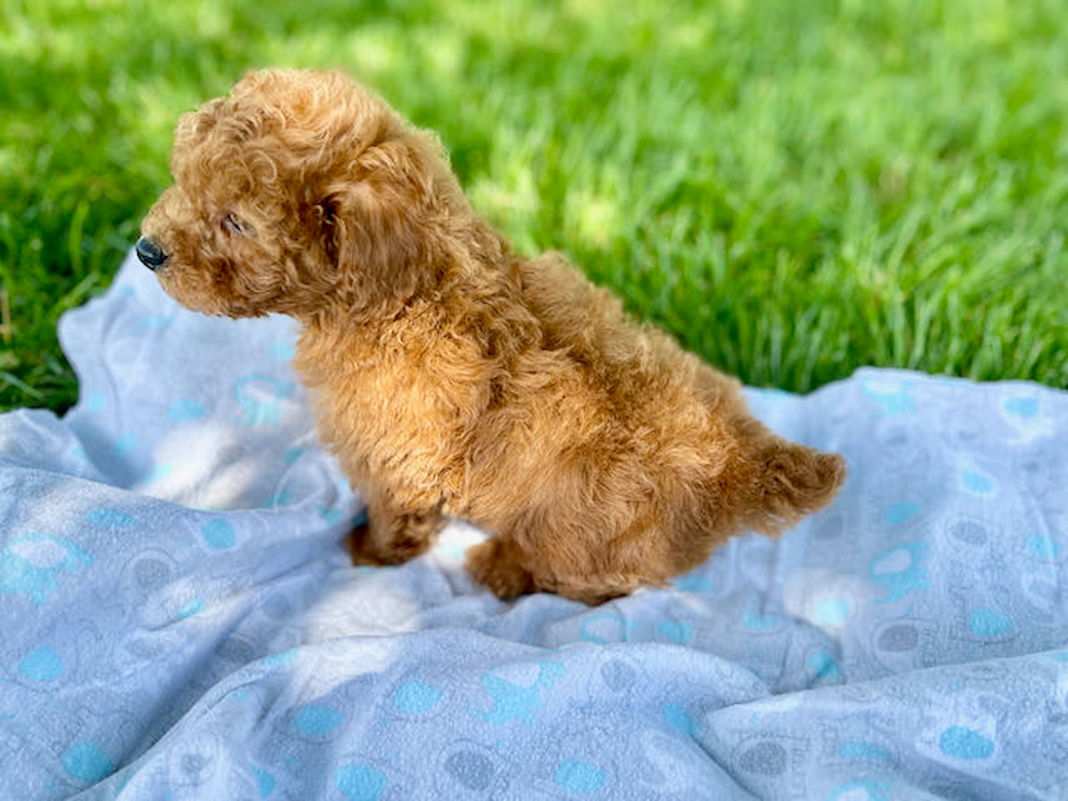 Poodle Pup Being Cute