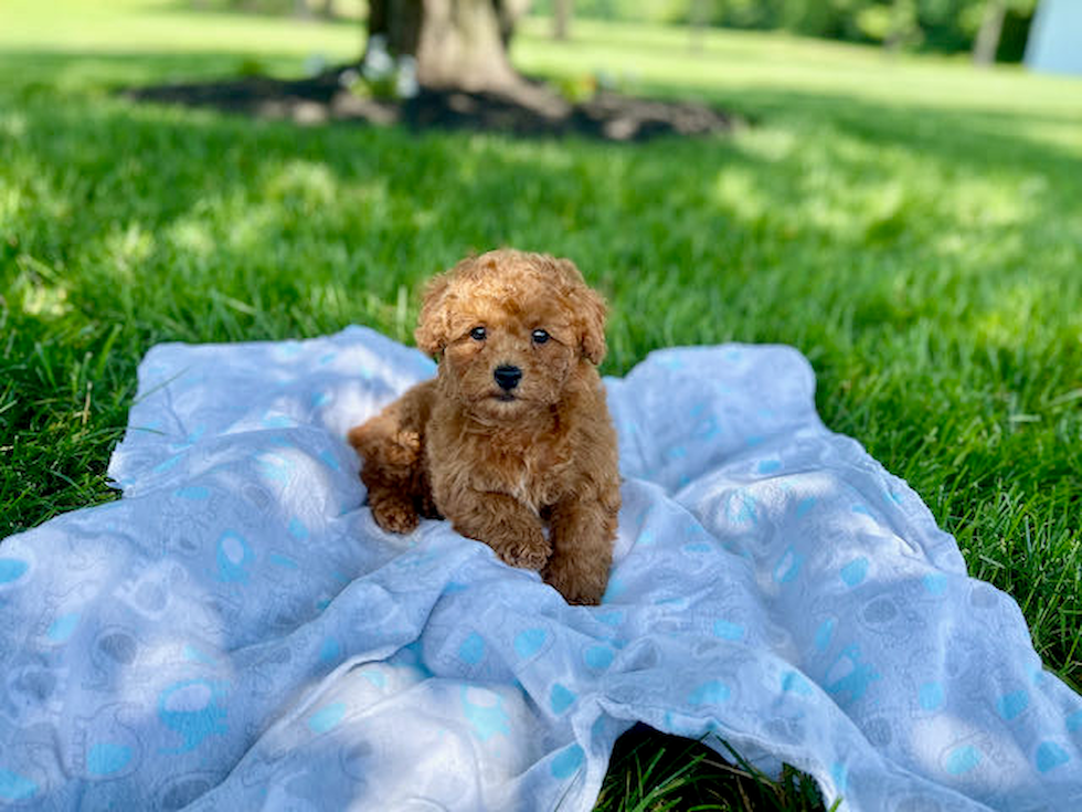 Small Poodle Purebred Pup