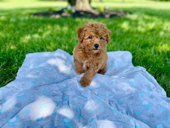 Small Poodle Purebred Pup