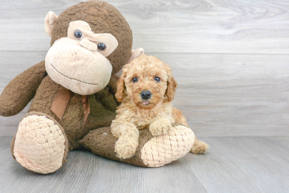 Poodle Pup Being Cute