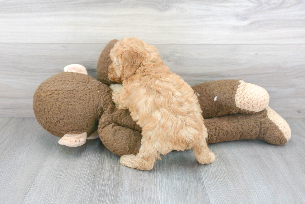 Hypoallergenic Poodle Purebred Pup