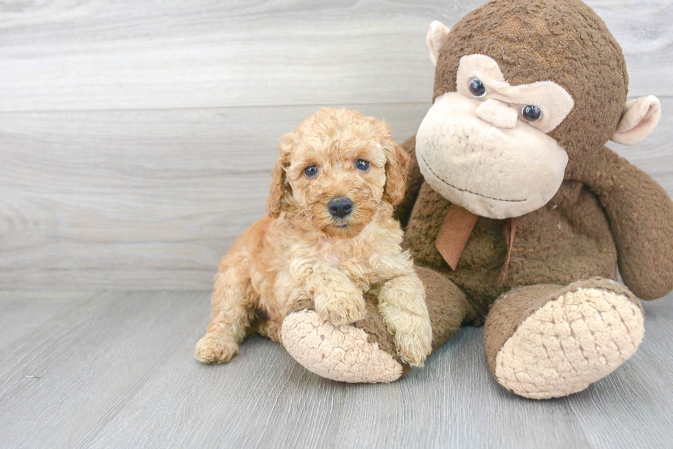 Adorable Pudle Purebred Puppy