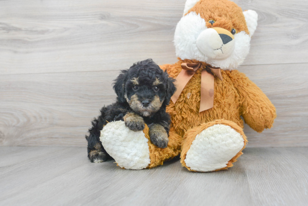 Playful Poodle Purebred Pup