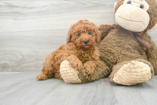 Friendly Poodle Purebred Pup