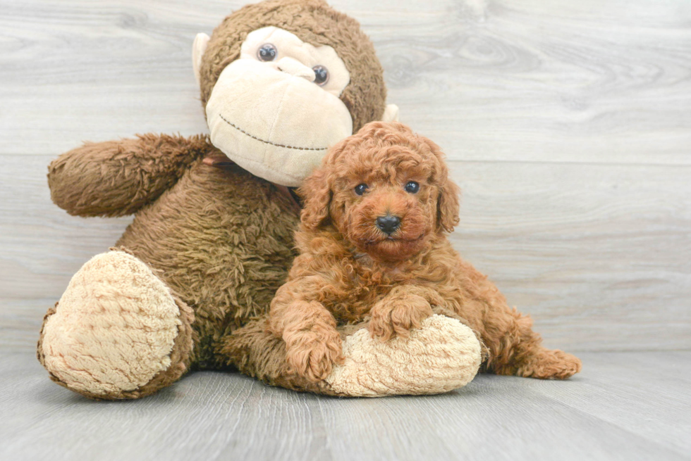 Funny Poodle Purebred Pup