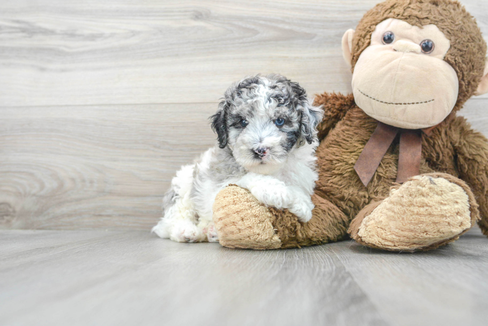 Hypoallergenic Poodle Purebred Pup