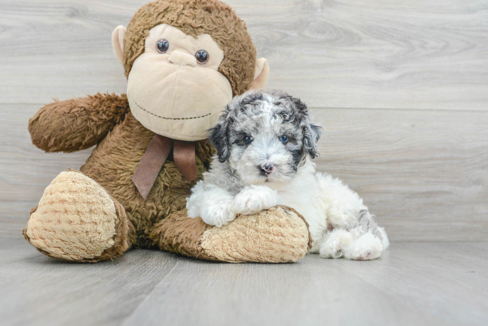 Popular Poodle Purebred Pup