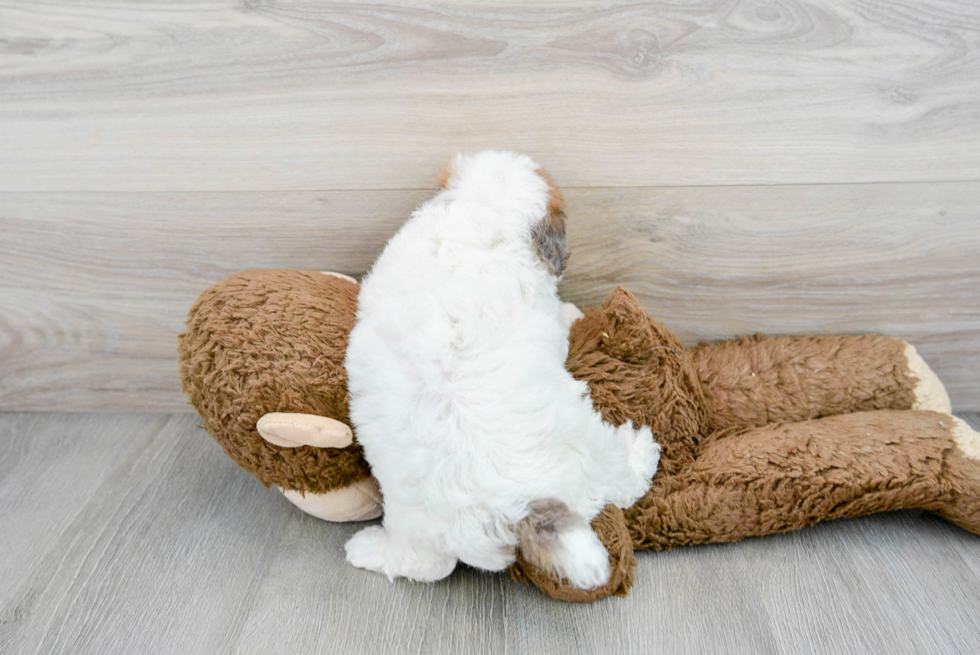 Playful Poodle Purebred Pup