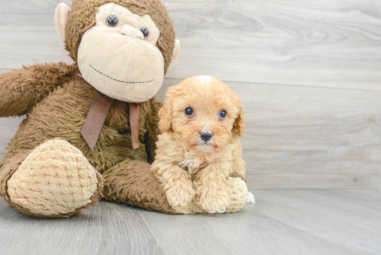 Poodle Pup Being Cute