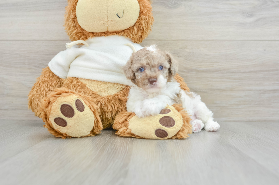 5 week old Poodle Puppy For Sale - Premier Pups