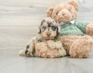 8 week old Poodle Puppy For Sale - Premier Pups