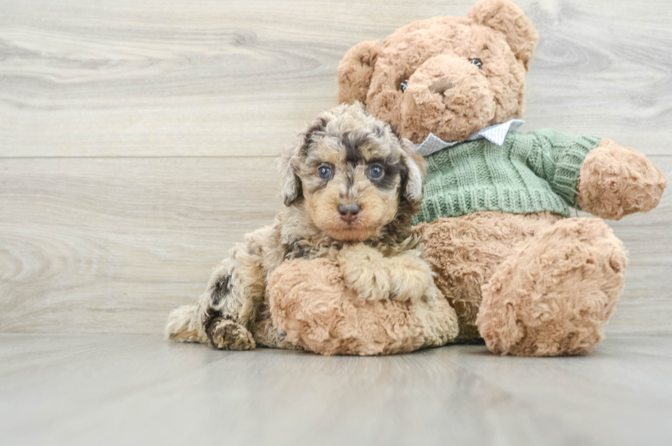 6 week old Poodle Puppy For Sale - Premier Pups