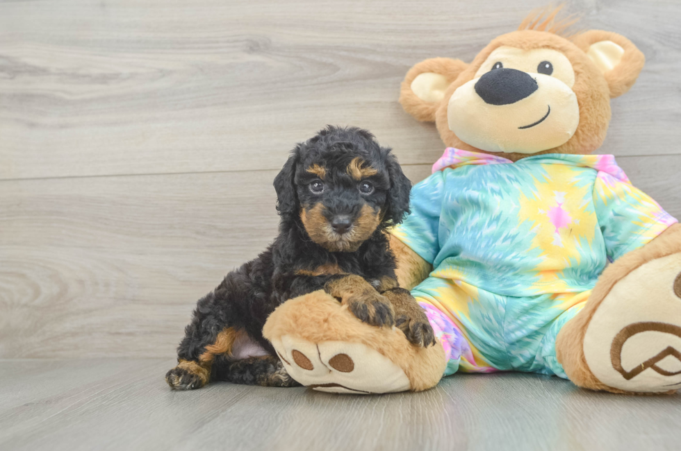 5 week old Poodle Puppy For Sale - Premier Pups
