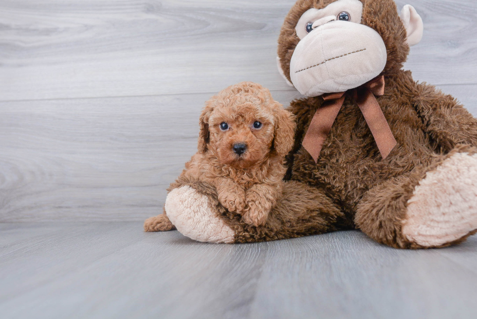 Hypoallergenic Poodle Baby