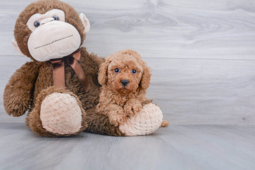 Happy Pudle Purebred Puppy