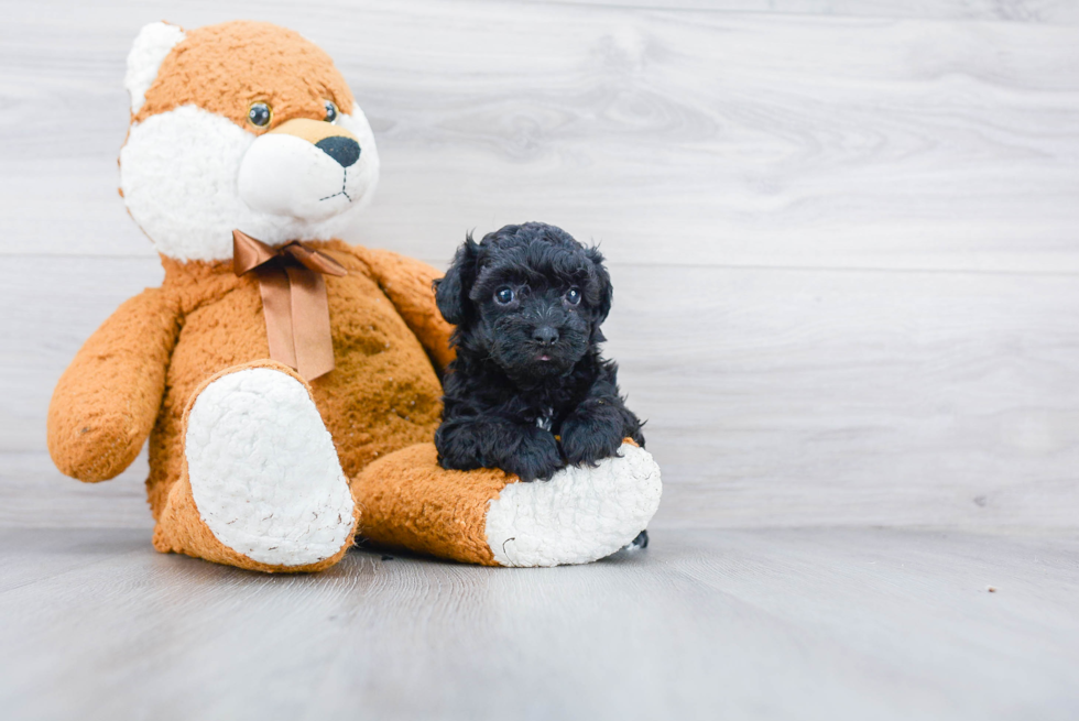 Playful Poodle Baby