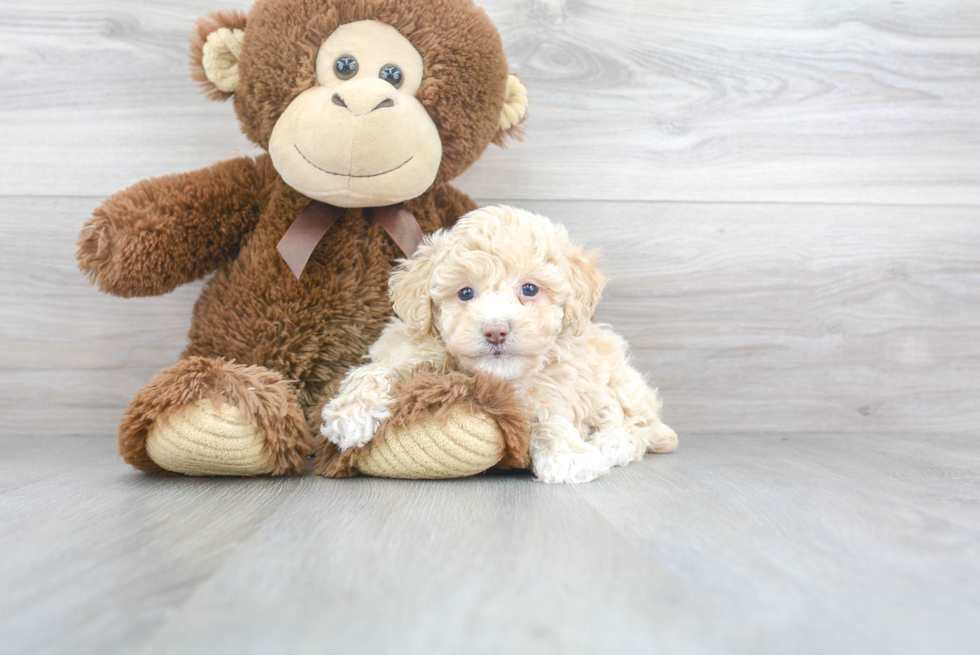 Poodle Pup Being Cute