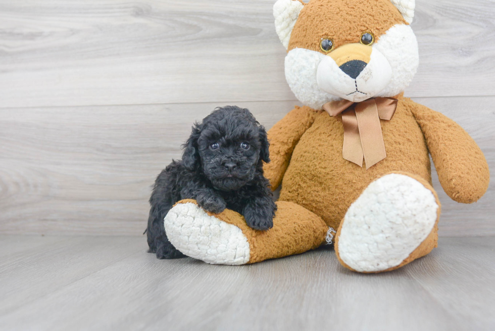 Friendly Poodle Purebred Pup