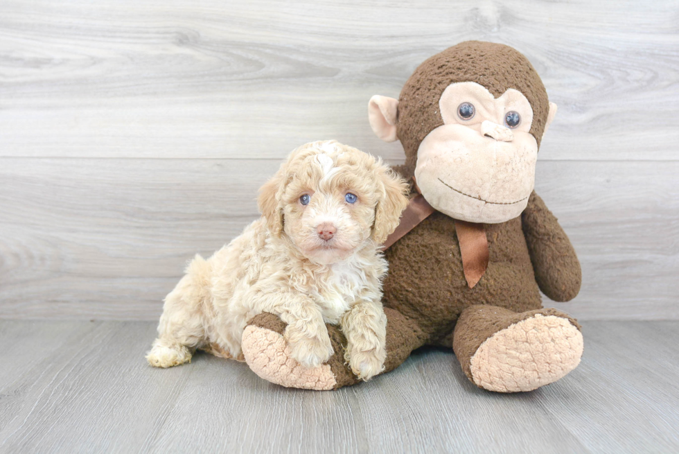 Playful Poodle Baby