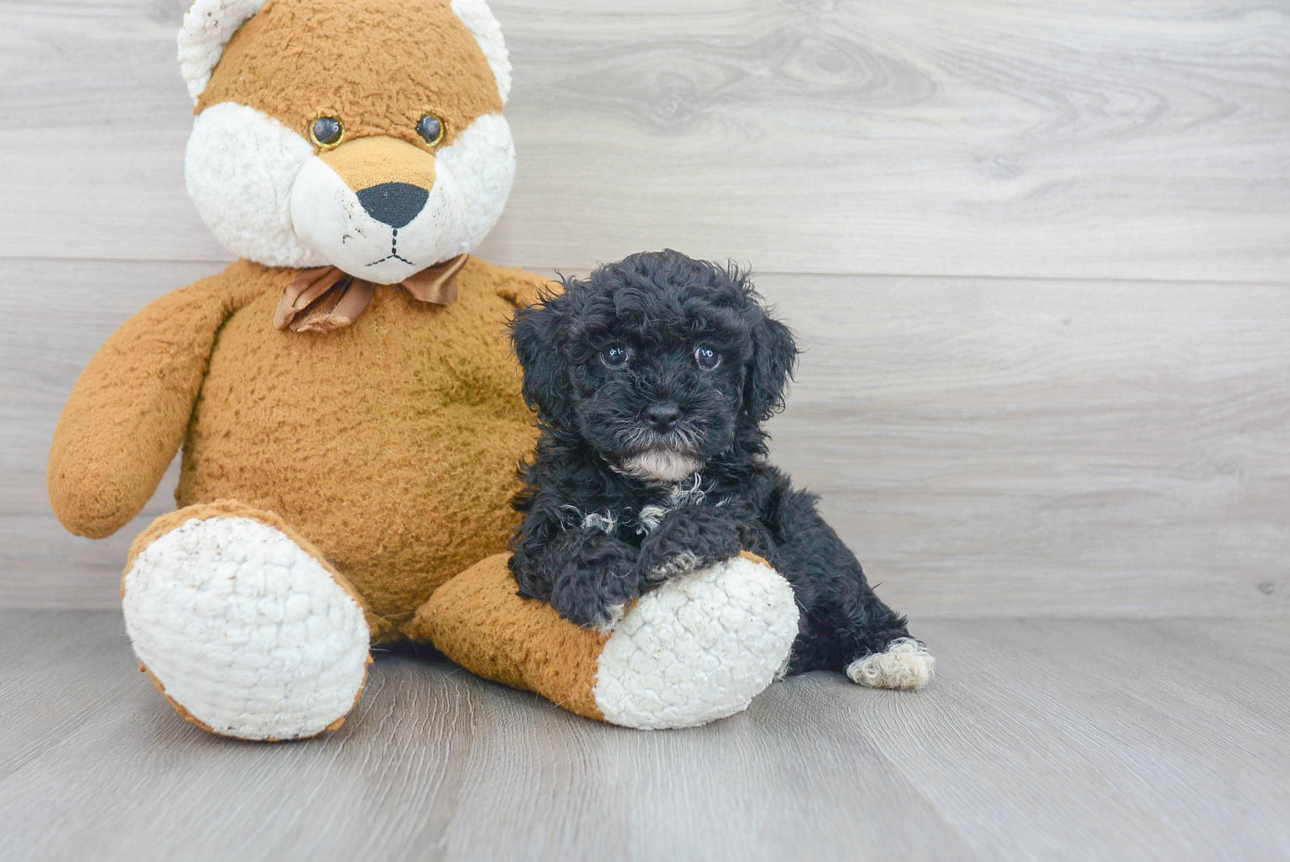 Best Poodle Baby