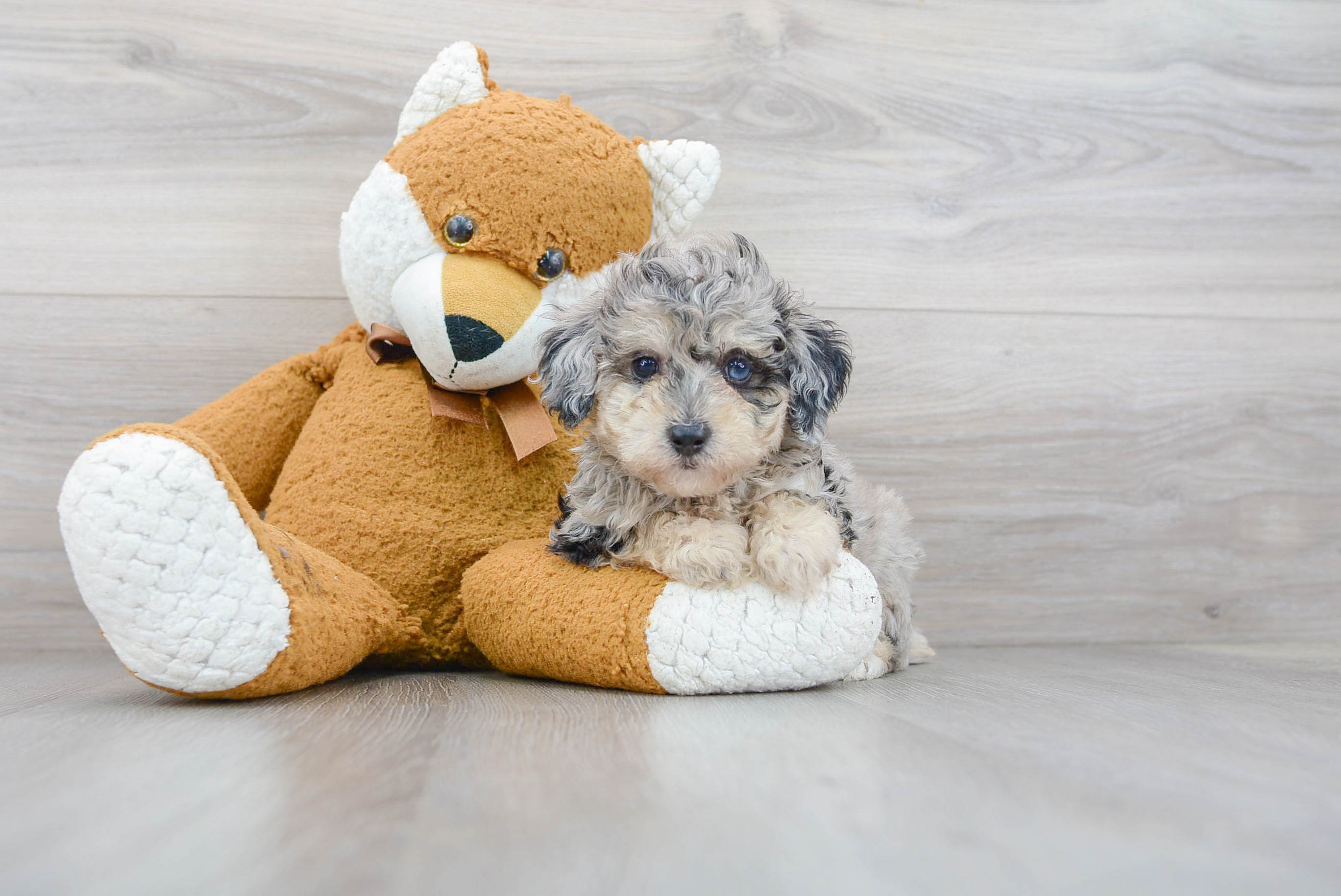 Little Poodle Purebred Pup