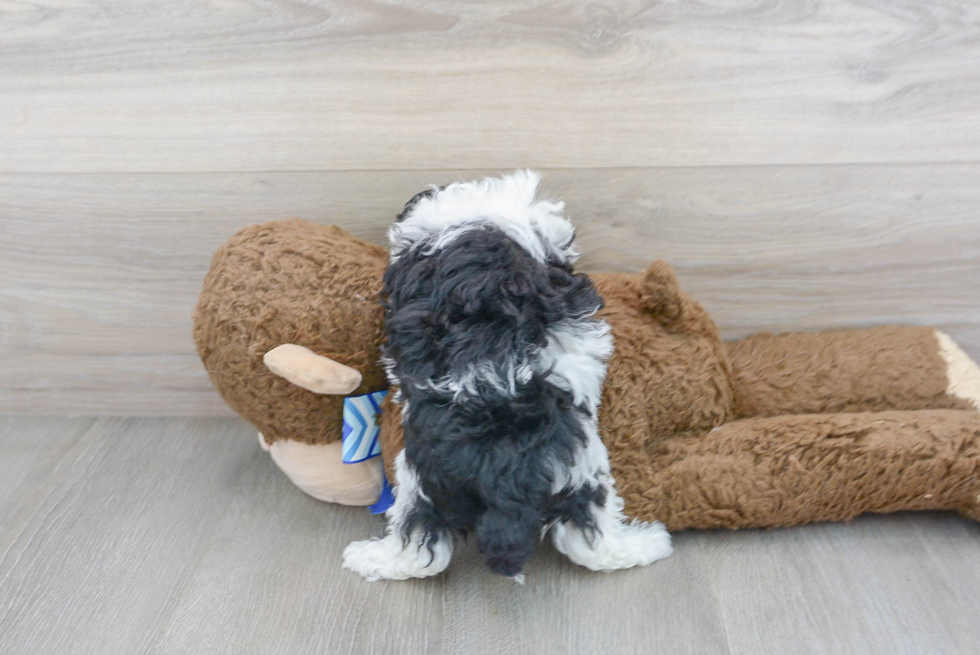 Poodle Puppy for Adoption