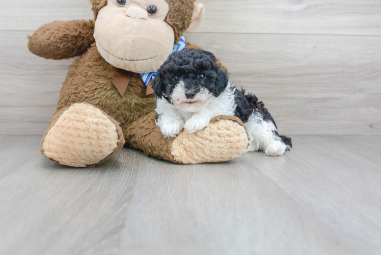 Poodle Puppy for Adoption