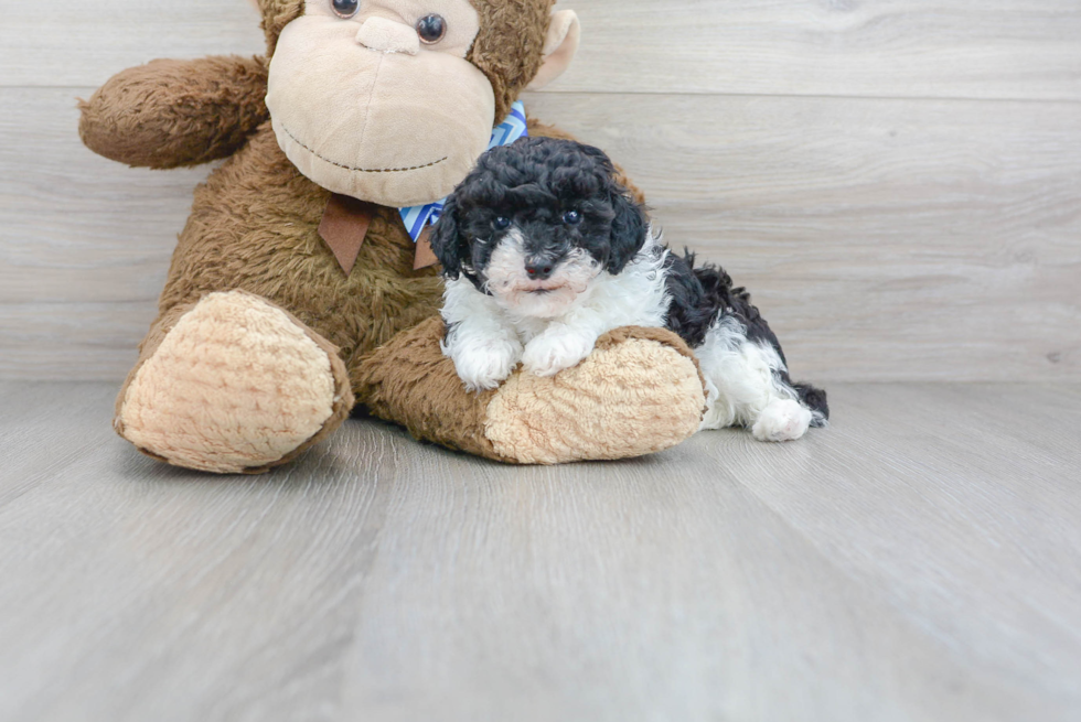 Poodle Puppy for Adoption
