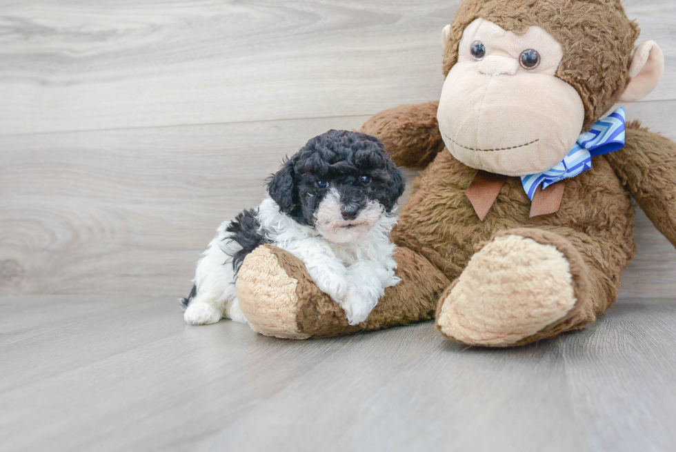 Best Poodle Baby