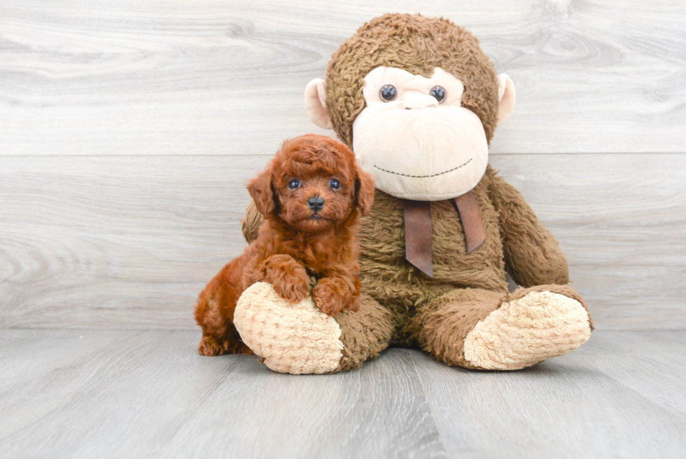 Friendly Poodle Baby