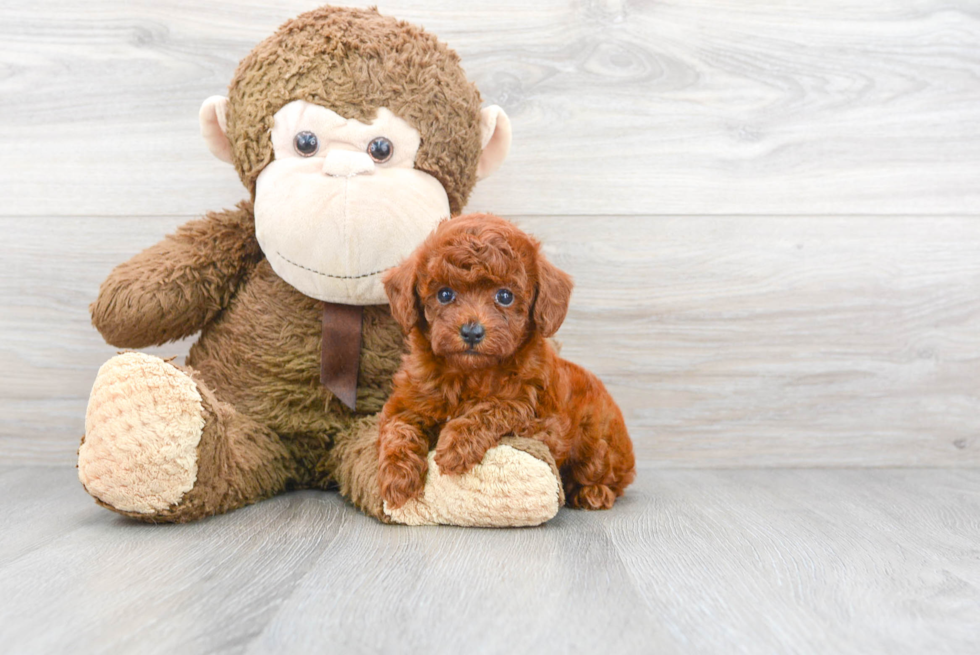 Friendly Poodle Baby