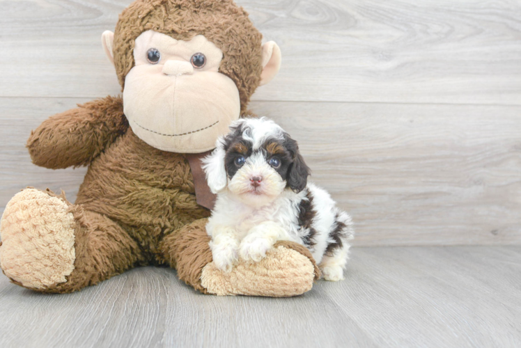 Poodle Pup Being Cute