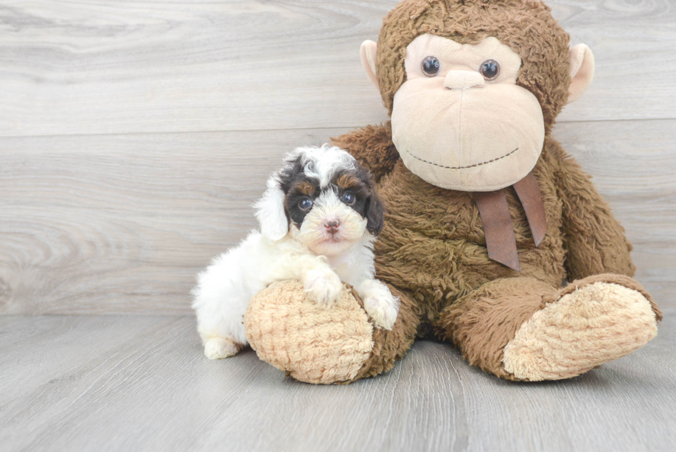 Happy Pudle Purebred Puppy