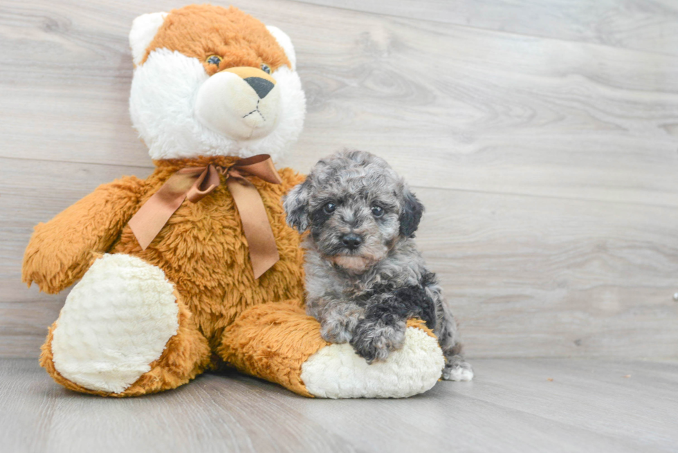 Petite Pudle Purebred Puppy