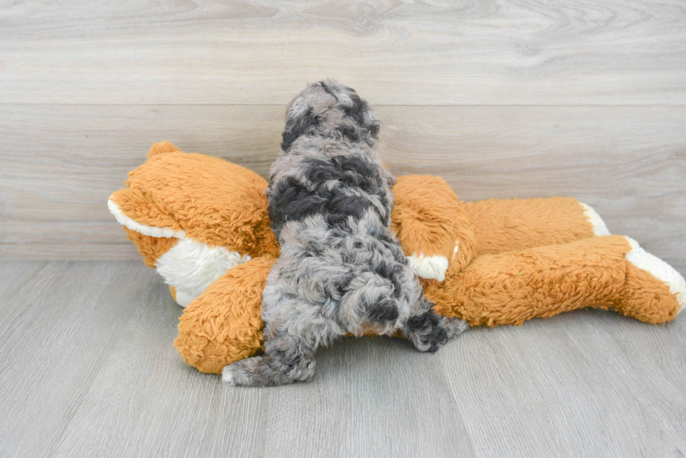 Poodle Puppy for Adoption