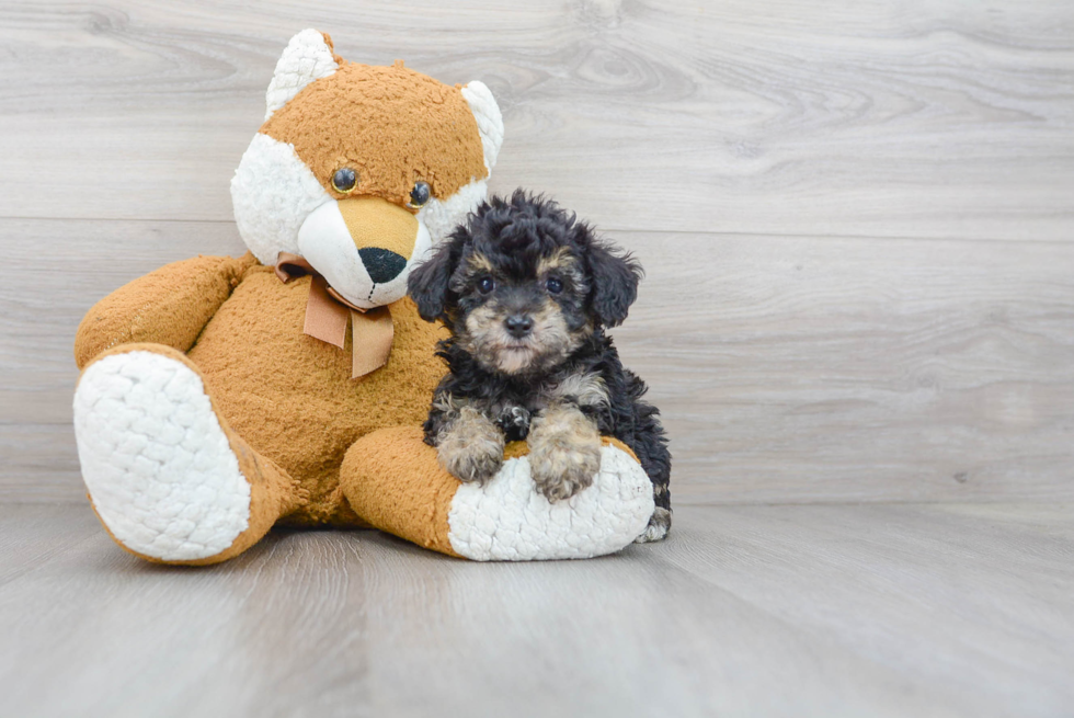 Poodle Pup Being Cute