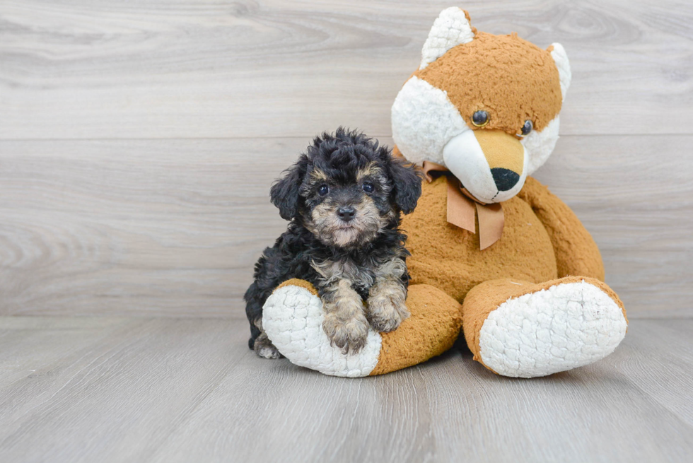 Happy Pudle Purebred Puppy