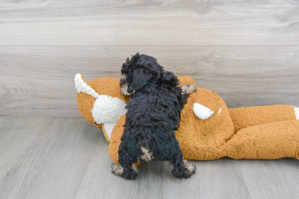 Poodle Pup Being Cute