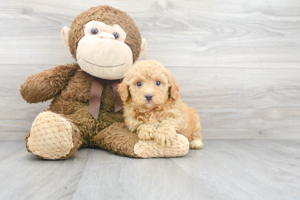 Poodle Pup Being Cute