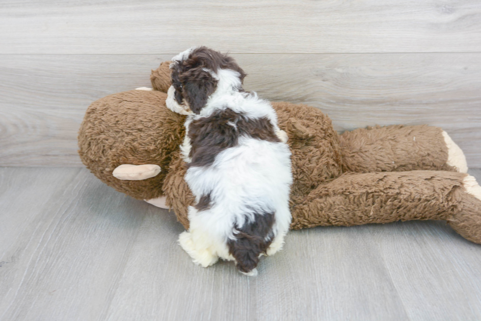 Poodle Puppy for Adoption