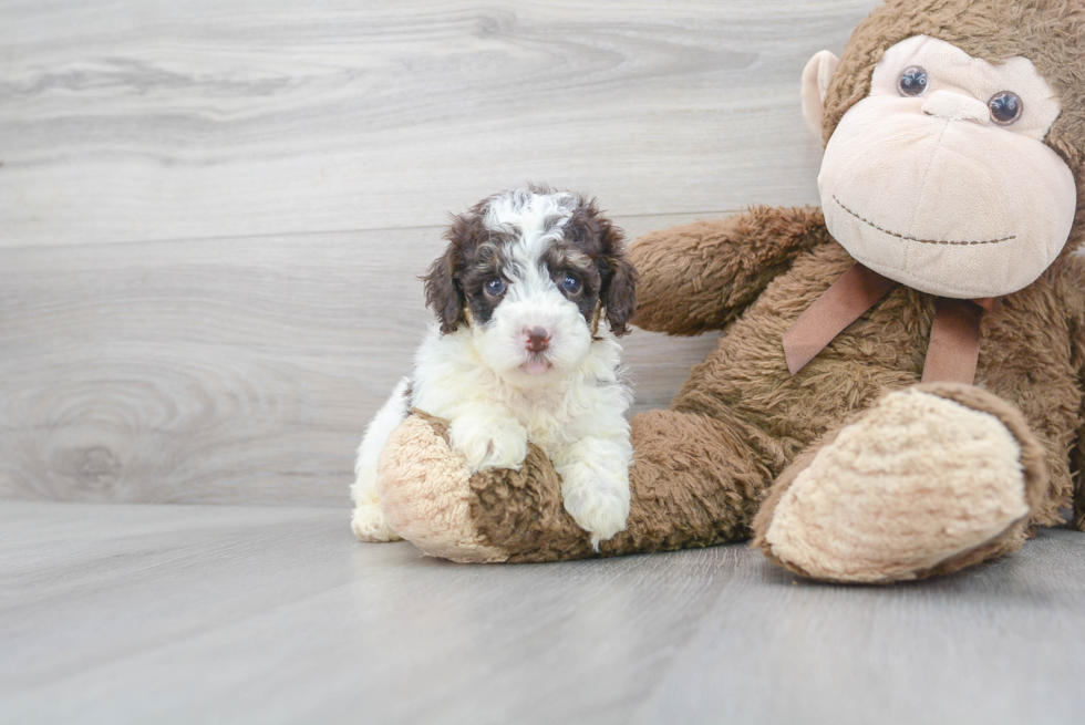 Poodle Puppy for Adoption