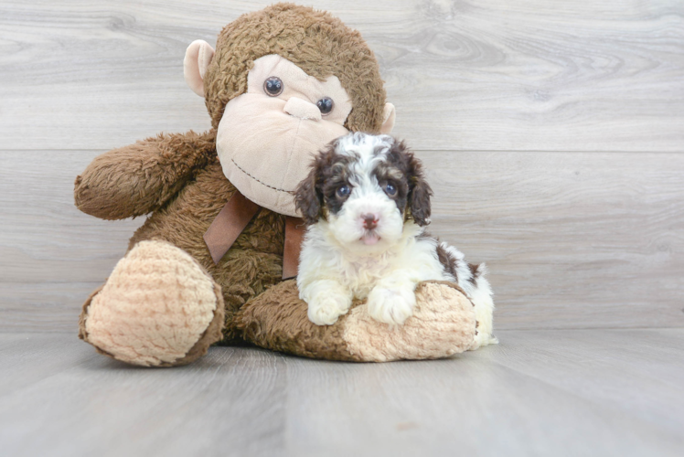 Cute Poodle Purebred Pup