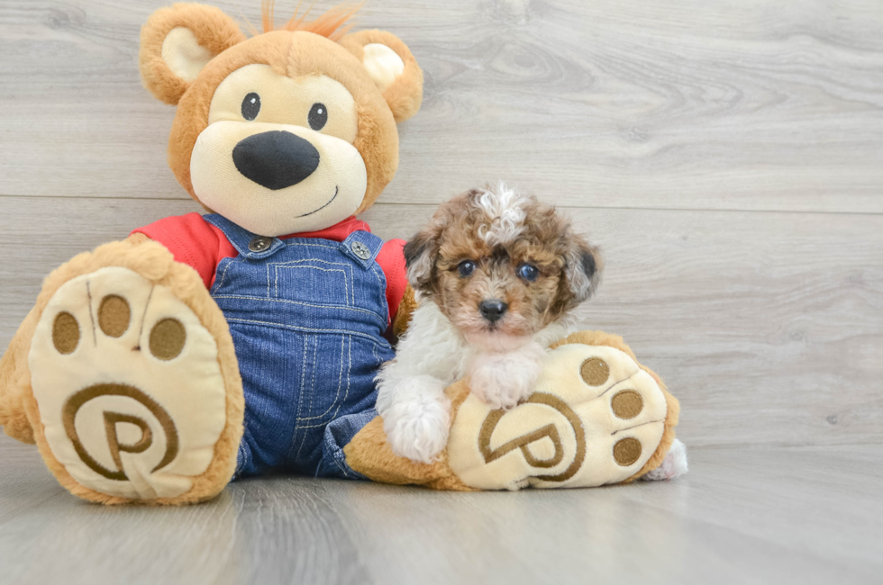 5 week old Poodle Puppy For Sale - Premier Pups