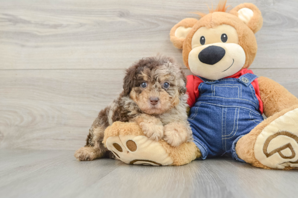 5 week old Poodle Puppy For Sale - Premier Pups