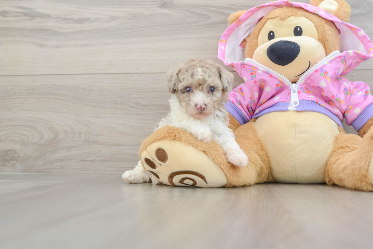 Poodle Puppy for Adoption