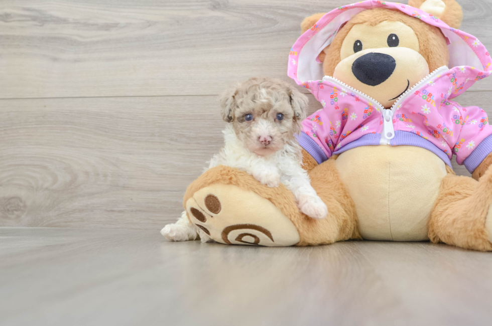 5 week old Poodle Puppy For Sale - Premier Pups