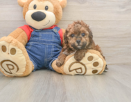 7 week old Poodle Puppy For Sale - Premier Pups