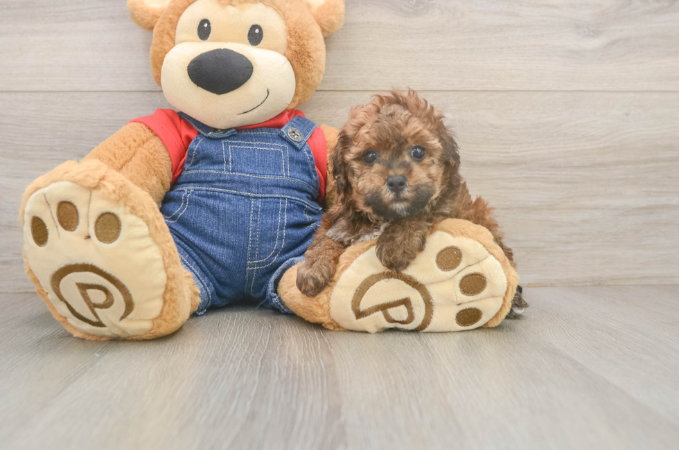 5 week old Poodle Puppy For Sale - Premier Pups