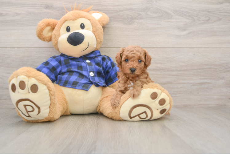 Poodle Puppy for Adoption